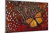 Monarch Butterfly on Tragopan Body Feather Design-Darrell Gulin-Mounted Photographic Print