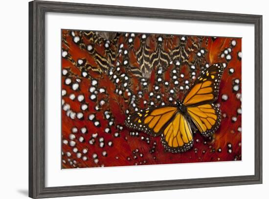 Monarch Butterfly on Tragopan Body Feather Design-Darrell Gulin-Framed Photographic Print