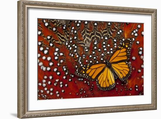 Monarch Butterfly on Tragopan Body Feather Design-Darrell Gulin-Framed Photographic Print