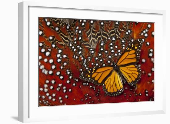 Monarch Butterfly on Tragopan Body Feather Design-Darrell Gulin-Framed Photographic Print