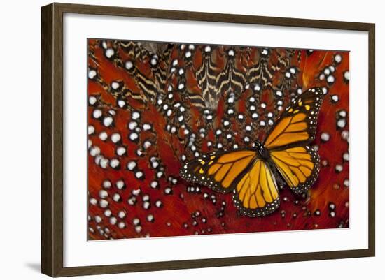 Monarch Butterfly on Tragopan Body Feather Design-Darrell Gulin-Framed Photographic Print