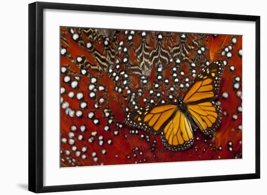 Monarch Butterfly on Tragopan Body Feather Design-Darrell Gulin-Framed Photographic Print