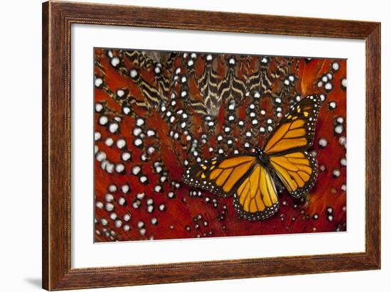 Monarch Butterfly on Tragopan Body Feather Design-Darrell Gulin-Framed Photographic Print