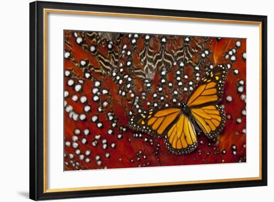 Monarch Butterfly on Tragopan Body Feather Design-Darrell Gulin-Framed Photographic Print