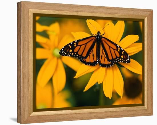 Monarch Butterfly on Yellow Flower-Darrell Gulin-Framed Premier Image Canvas