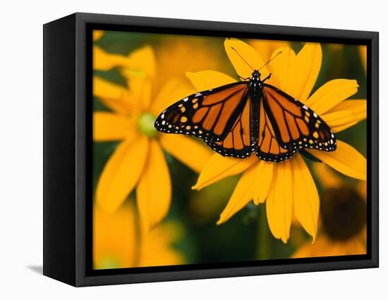 Monarch Butterfly on Yellow Flower-Darrell Gulin-Framed Premier Image Canvas