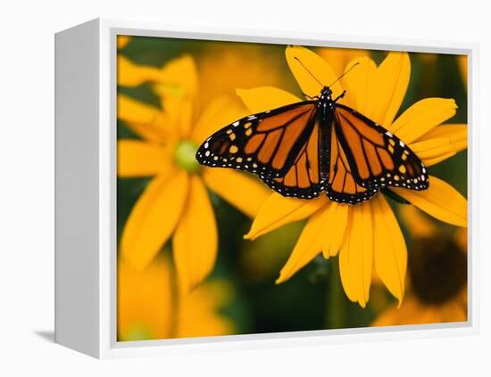 Monarch Butterfly on Yellow Flower-Darrell Gulin-Framed Premier Image Canvas