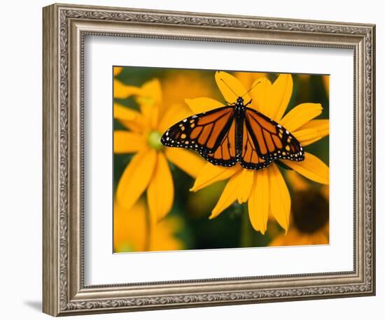 Monarch Butterfly on Yellow Flower-Darrell Gulin-Framed Photographic Print