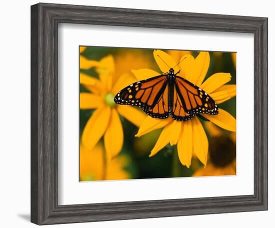 Monarch Butterfly on Yellow Flower-Darrell Gulin-Framed Photographic Print