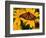 Monarch Butterfly on Yellow Flower-Darrell Gulin-Framed Photographic Print