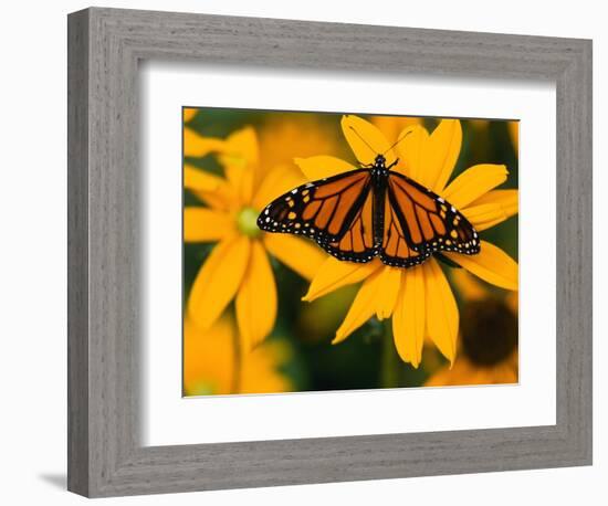 Monarch Butterfly on Yellow Flower-Darrell Gulin-Framed Photographic Print