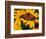 Monarch Butterfly on Yellow Flower-Darrell Gulin-Framed Photographic Print