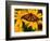 Monarch Butterfly on Yellow Flower-Darrell Gulin-Framed Photographic Print