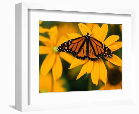 Monarch Butterfly on Yellow Flower-Darrell Gulin-Framed Photographic Print