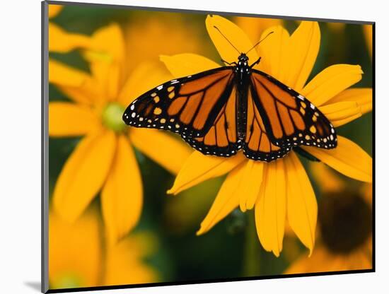 Monarch Butterfly on Yellow Flower-Darrell Gulin-Mounted Photographic Print