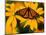 Monarch Butterfly on Yellow Flower-Darrell Gulin-Mounted Photographic Print