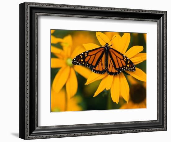 Monarch Butterfly on Yellow Flower-Darrell Gulin-Framed Photographic Print