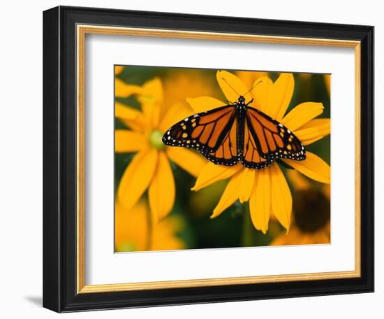 Monarch Butterfly on Yellow Flower-Darrell Gulin-Framed Photographic Print