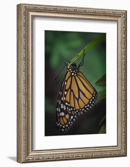 Monarch butterfly recently hatched and is unraveling its wings while resting, Florida-Maresa Pryor-Framed Photographic Print