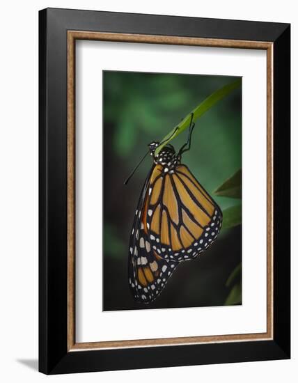 Monarch butterfly recently hatched and is unraveling its wings while resting, Florida-Maresa Pryor-Framed Photographic Print