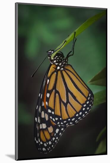 Monarch butterfly recently hatched and is unraveling its wings while resting, Florida-Maresa Pryor-Mounted Photographic Print