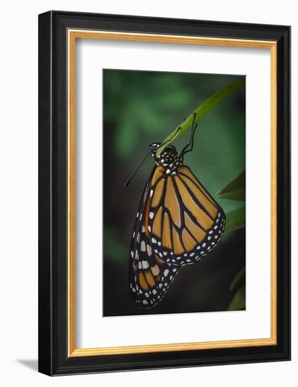 Monarch butterfly recently hatched and is unraveling its wings while resting, Florida-Maresa Pryor-Framed Photographic Print