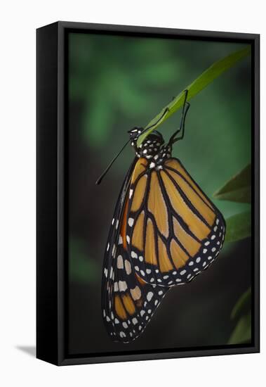 Monarch butterfly recently hatched and is unraveling its wings while resting, Florida-Maresa Pryor-Framed Premier Image Canvas