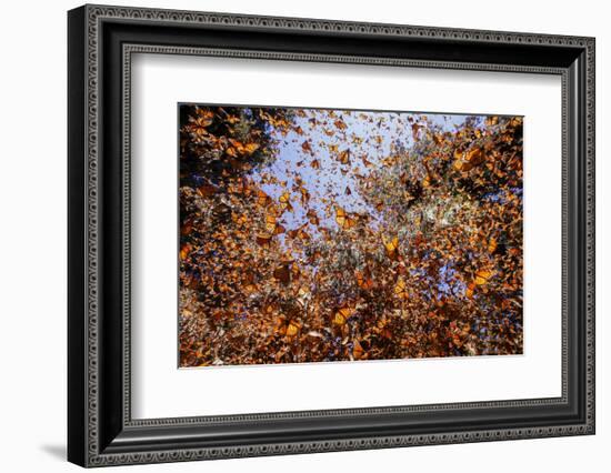 Monarch butterfly wintering from November to March in Oyamel pine forests, Mexico.-Sylvain Cordier-Framed Photographic Print