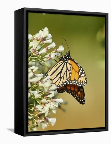 Monarch Butterfly-Gary Carter-Framed Premier Image Canvas