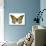 Monarch Butterfly-Dr. Keith Wheeler-Photographic Print displayed on a wall