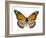 Monarch Butterfly-Dr. Keith Wheeler-Framed Photographic Print