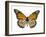 Monarch Butterfly-Dr. Keith Wheeler-Framed Photographic Print