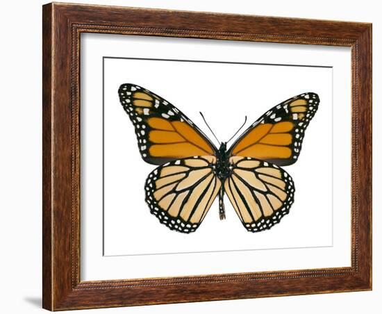 Monarch Butterfly-Dr. Keith Wheeler-Framed Photographic Print