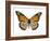 Monarch Butterfly-Dr. Keith Wheeler-Framed Photographic Print