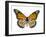 Monarch Butterfly-Dr. Keith Wheeler-Framed Photographic Print