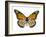 Monarch Butterfly-Dr. Keith Wheeler-Framed Photographic Print