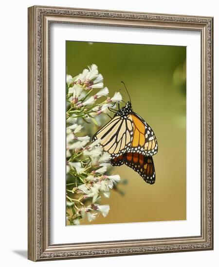 Monarch Butterfly-Gary Carter-Framed Photographic Print