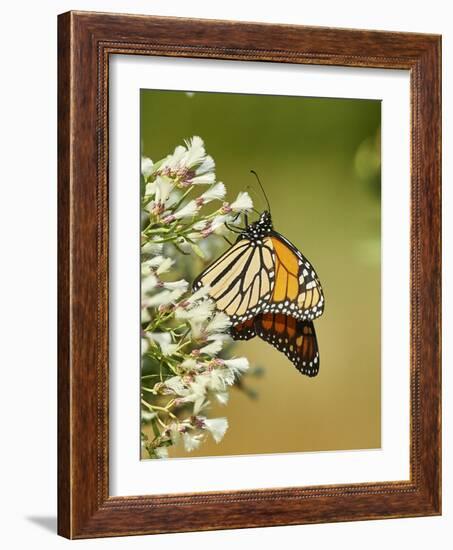 Monarch Butterfly-Gary Carter-Framed Photographic Print