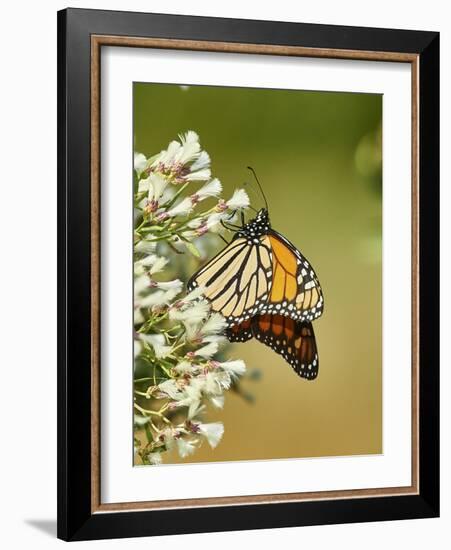 Monarch Butterfly-Gary Carter-Framed Photographic Print