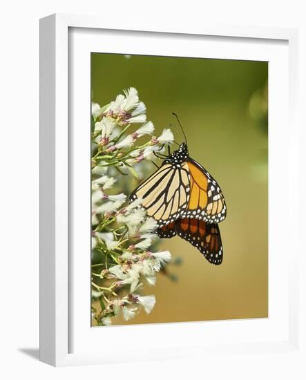 Monarch Butterfly-Gary Carter-Framed Photographic Print