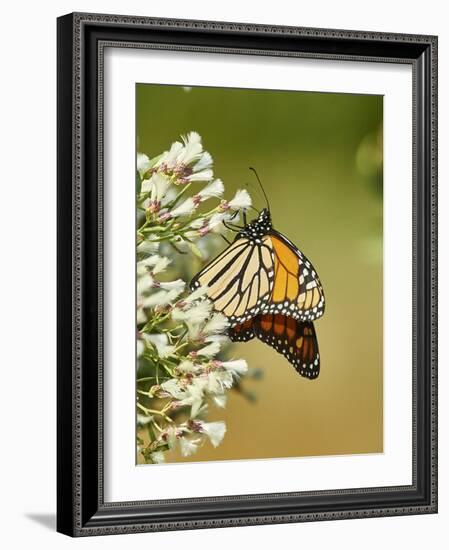 Monarch Butterfly-Gary Carter-Framed Photographic Print