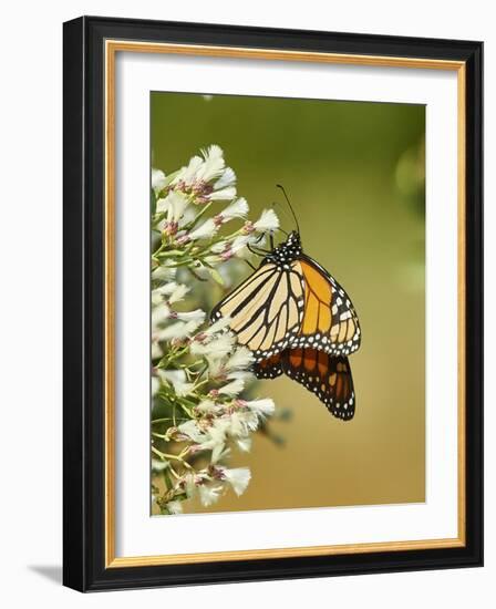 Monarch Butterfly-Gary Carter-Framed Photographic Print