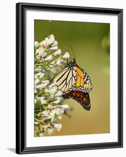 Monarch Butterfly-Gary Carter-Framed Photographic Print