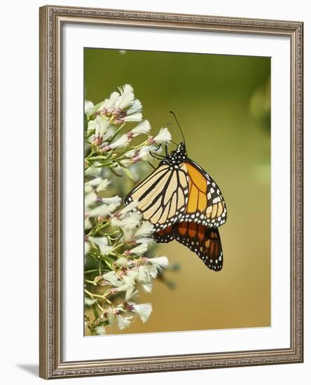 Monarch Butterfly-Gary Carter-Framed Photographic Print