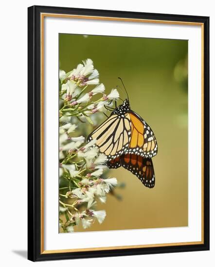 Monarch Butterfly-Gary Carter-Framed Photographic Print