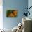 Monarch Butterfly-Gordon Semmens-Photographic Print displayed on a wall