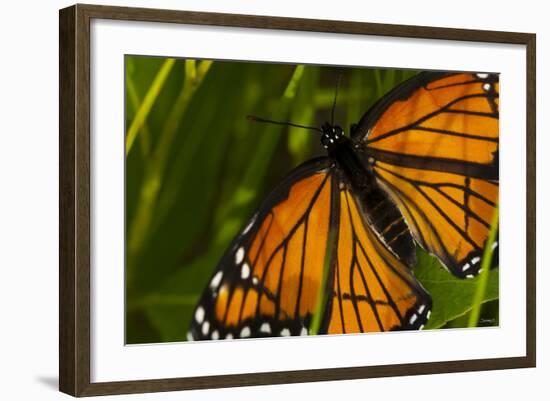 Monarch Butterfly-Gordon Semmens-Framed Photographic Print