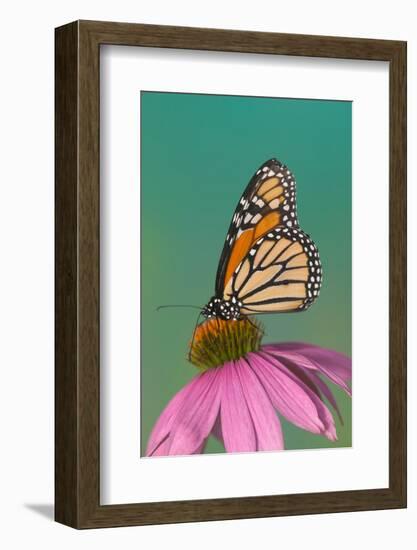 Monarch Butterfly-Darrell Gulin-Framed Photographic Print