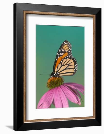 Monarch Butterfly-Darrell Gulin-Framed Photographic Print