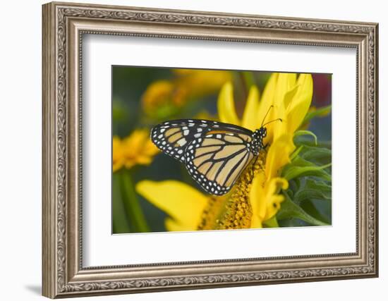 Monarch Butterfly-Darrell Gulin-Framed Photographic Print